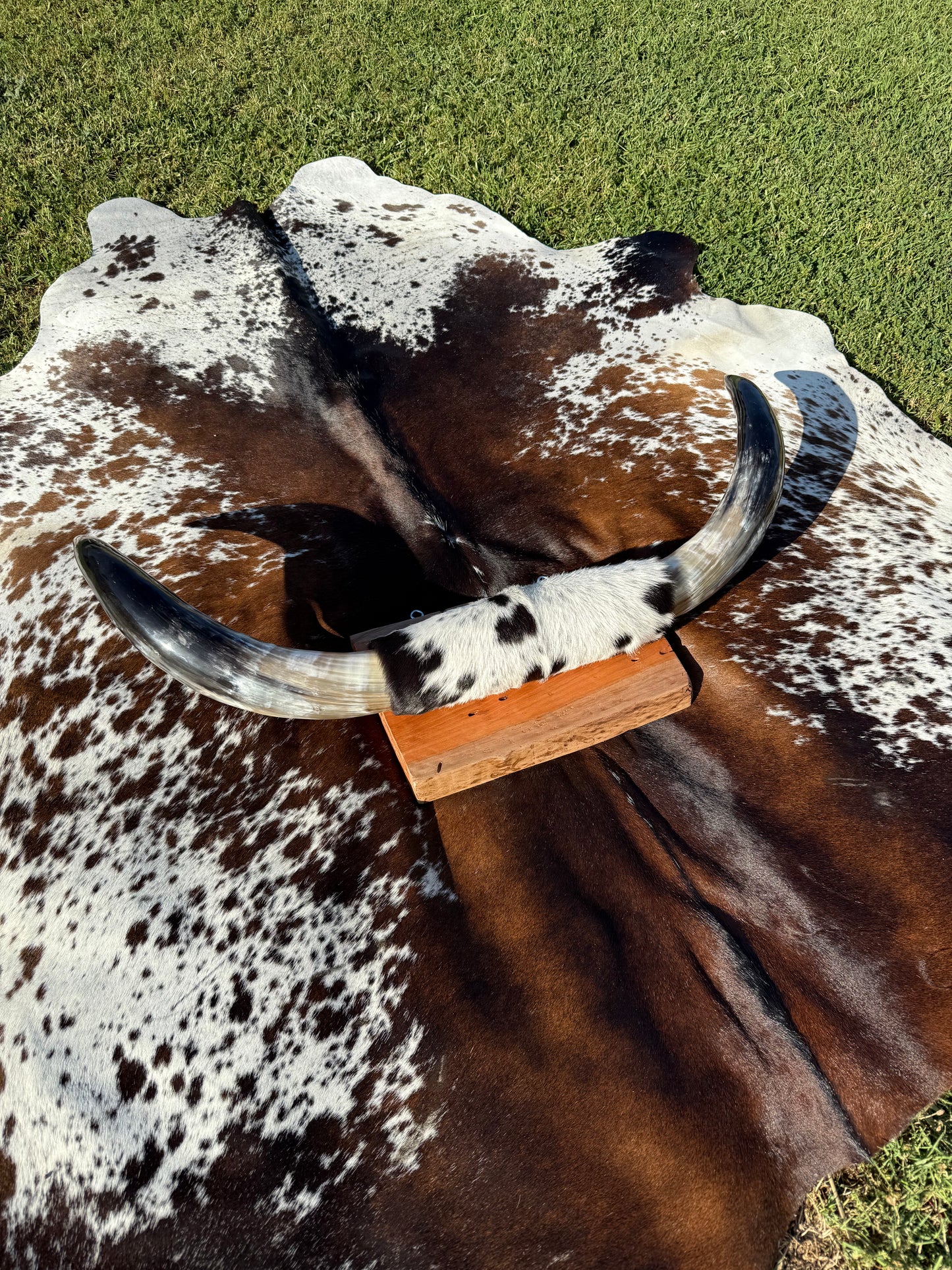 Large Mounted Longhorns