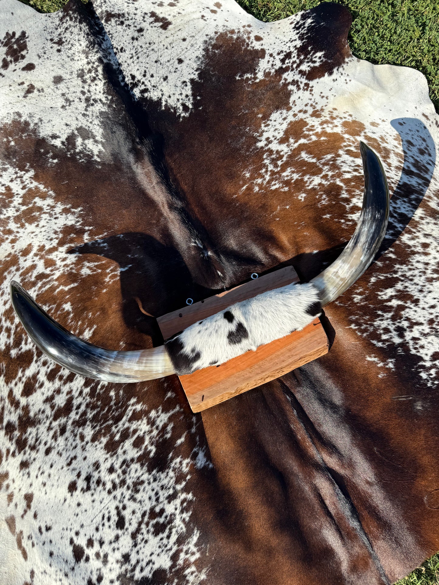 Large Mounted Longhorns
