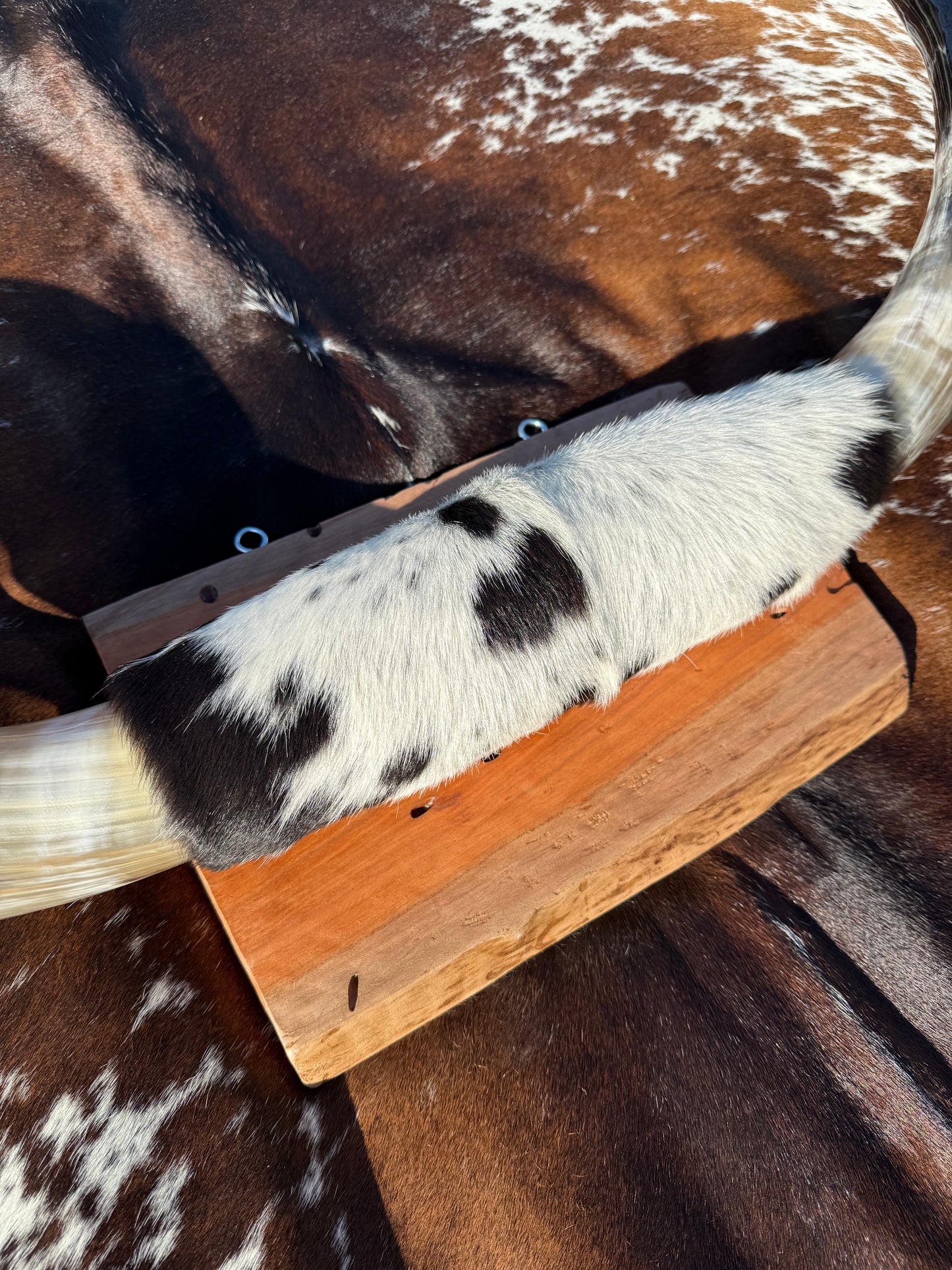 Large Mounted Longhorns