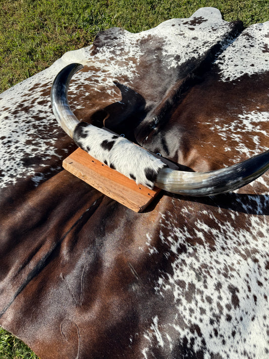 Large Mounted Longhorns
