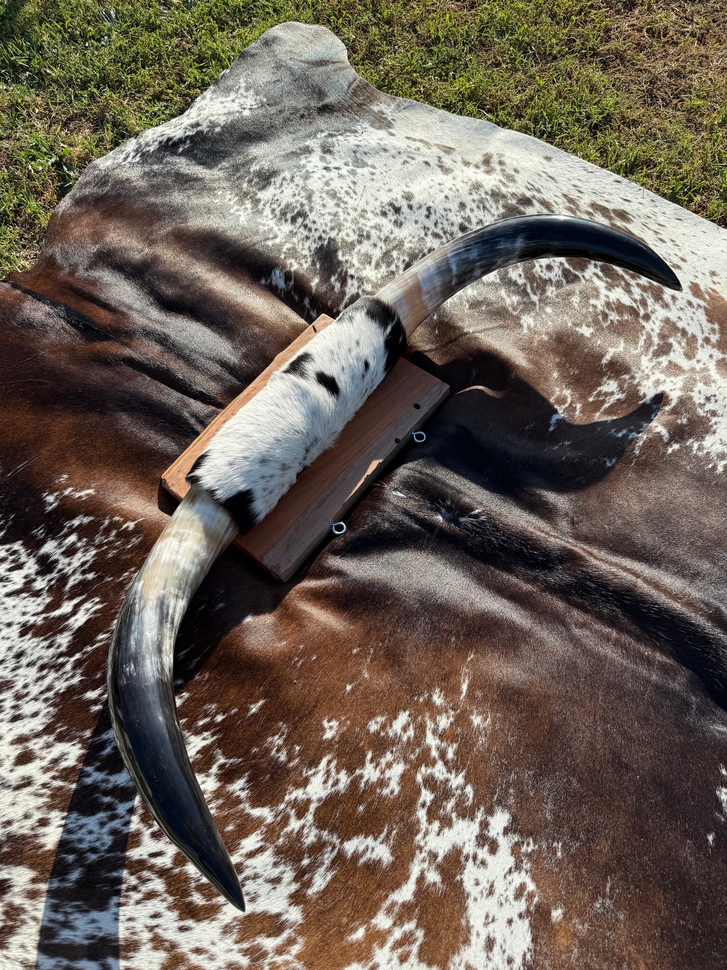 Large Mounted Longhorns
