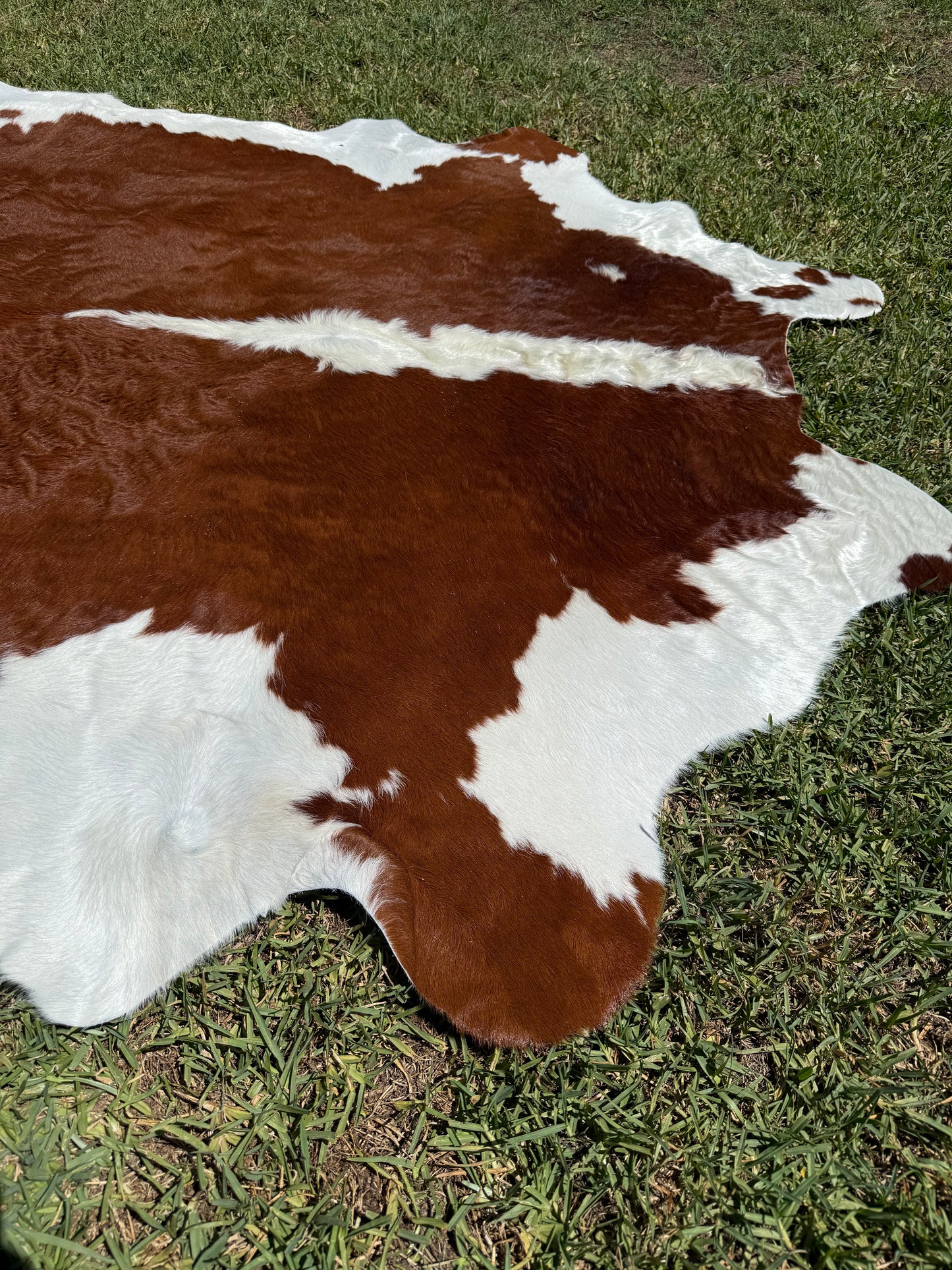 Cowhide Rug 369