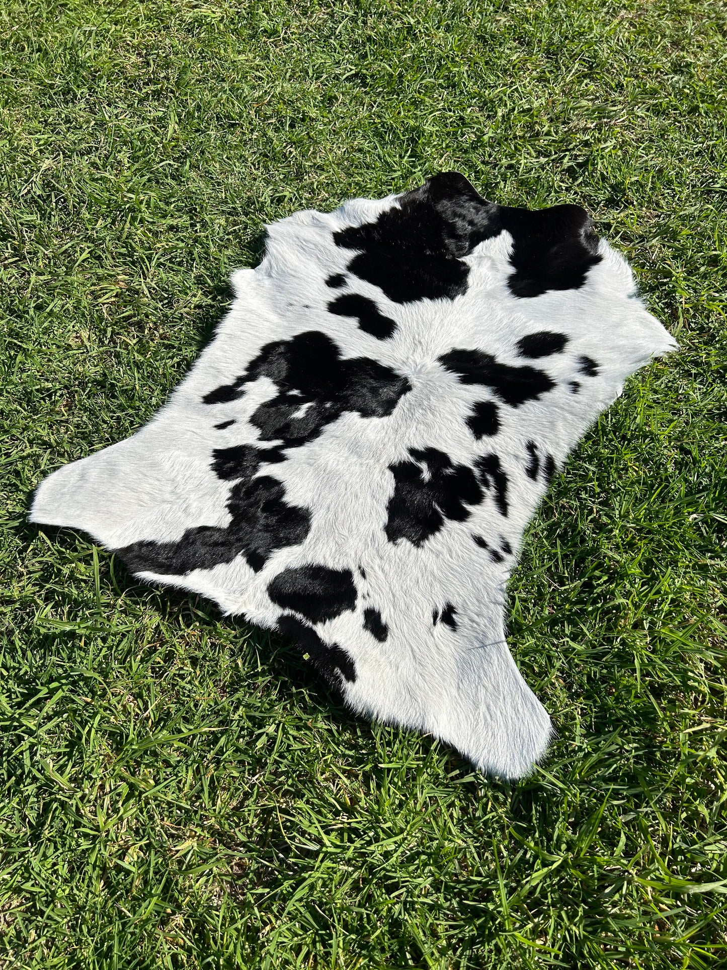 Calf Hide 23