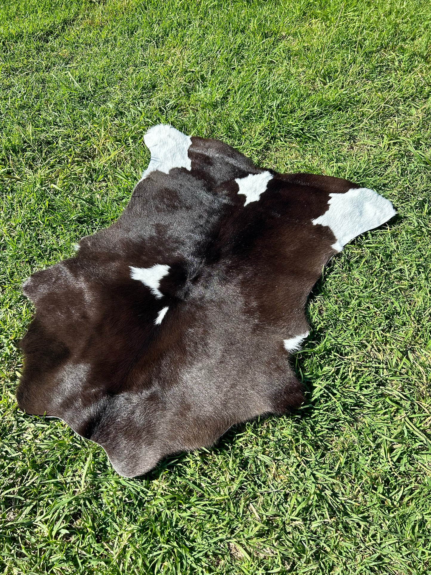 Calf Hide 28