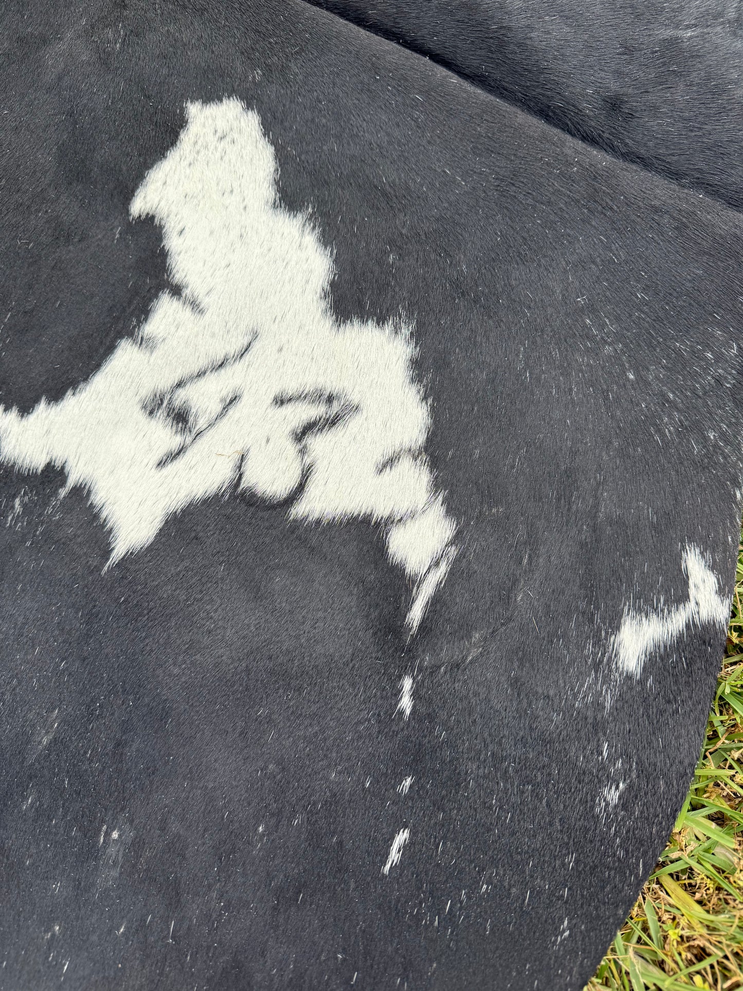 Cowhide Rug 348