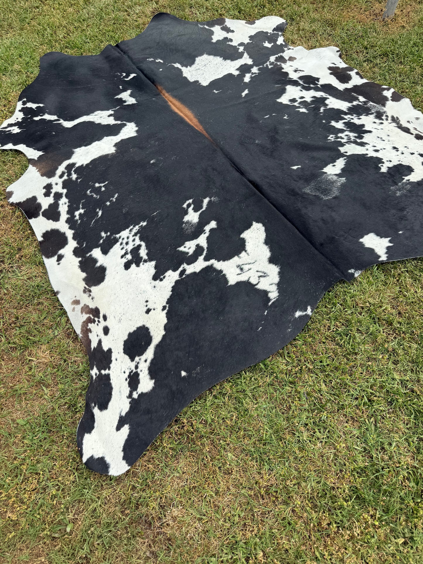 Cowhide Rug 348