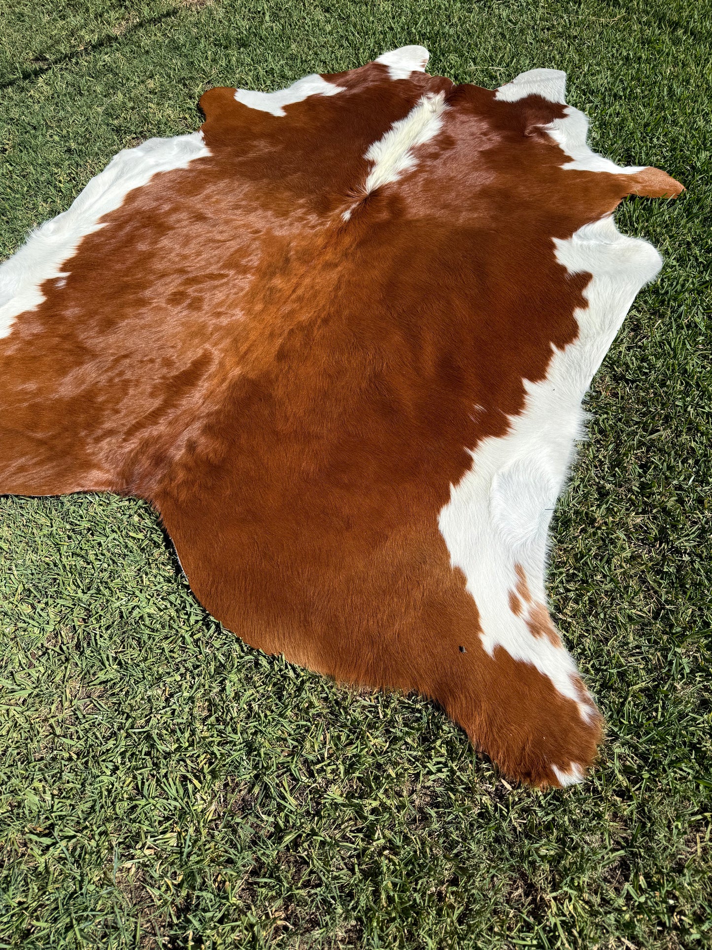 Cowhide Rug 372
