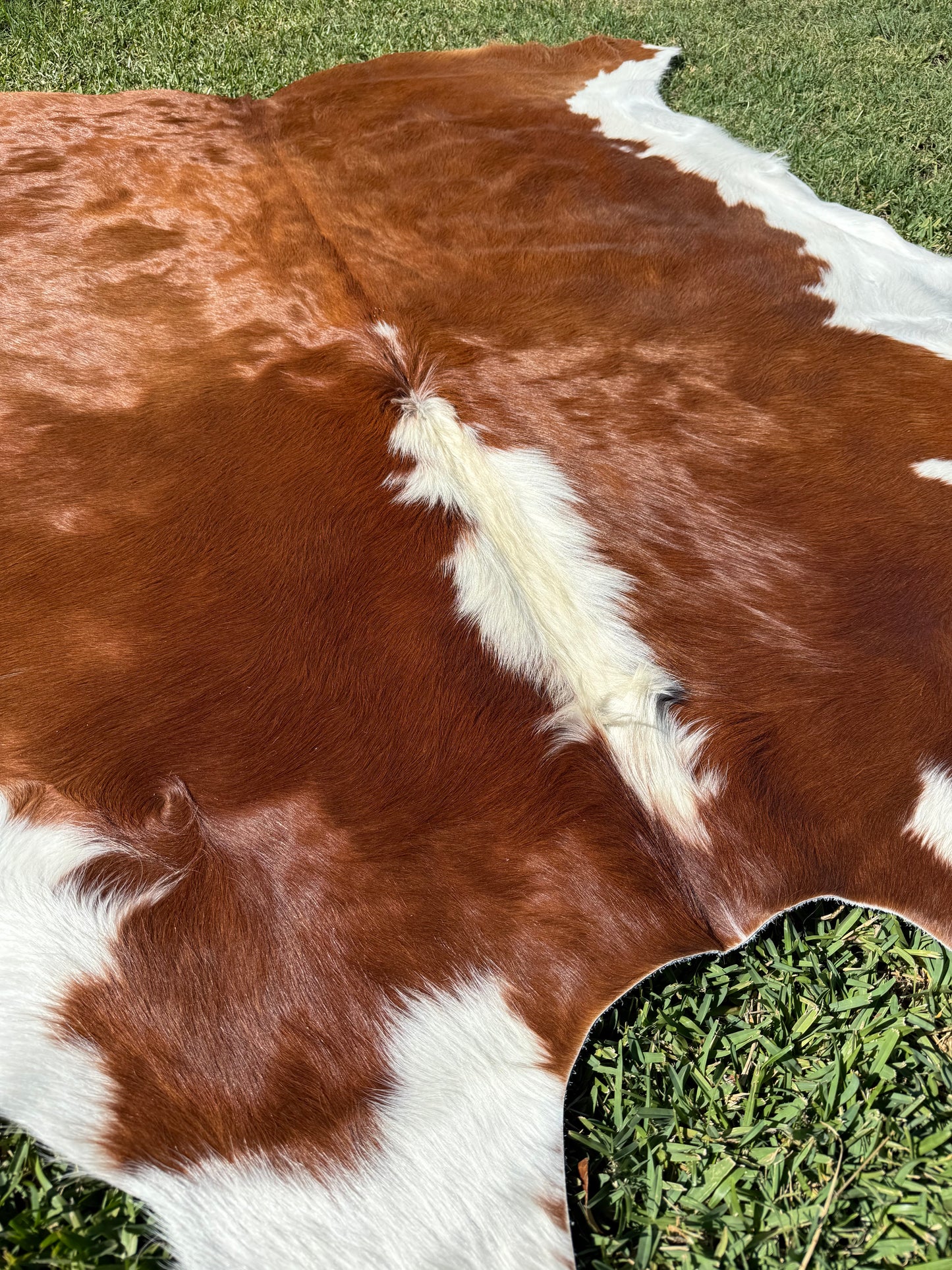 Cowhide Rug 372