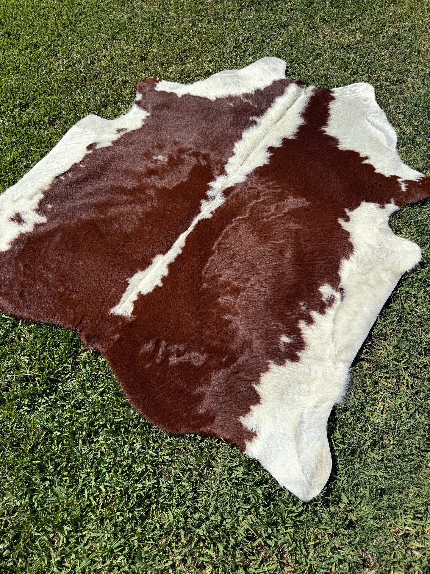 Cowhide Rug 373