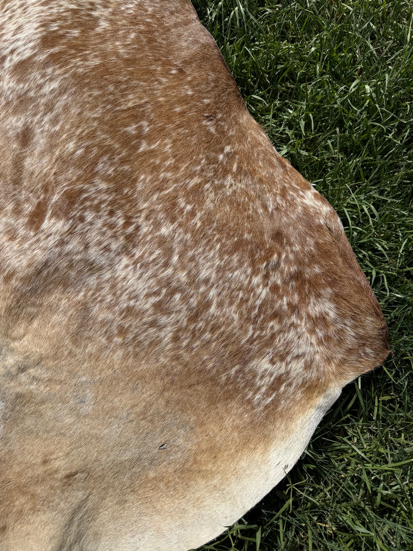 Craft hide side - 60