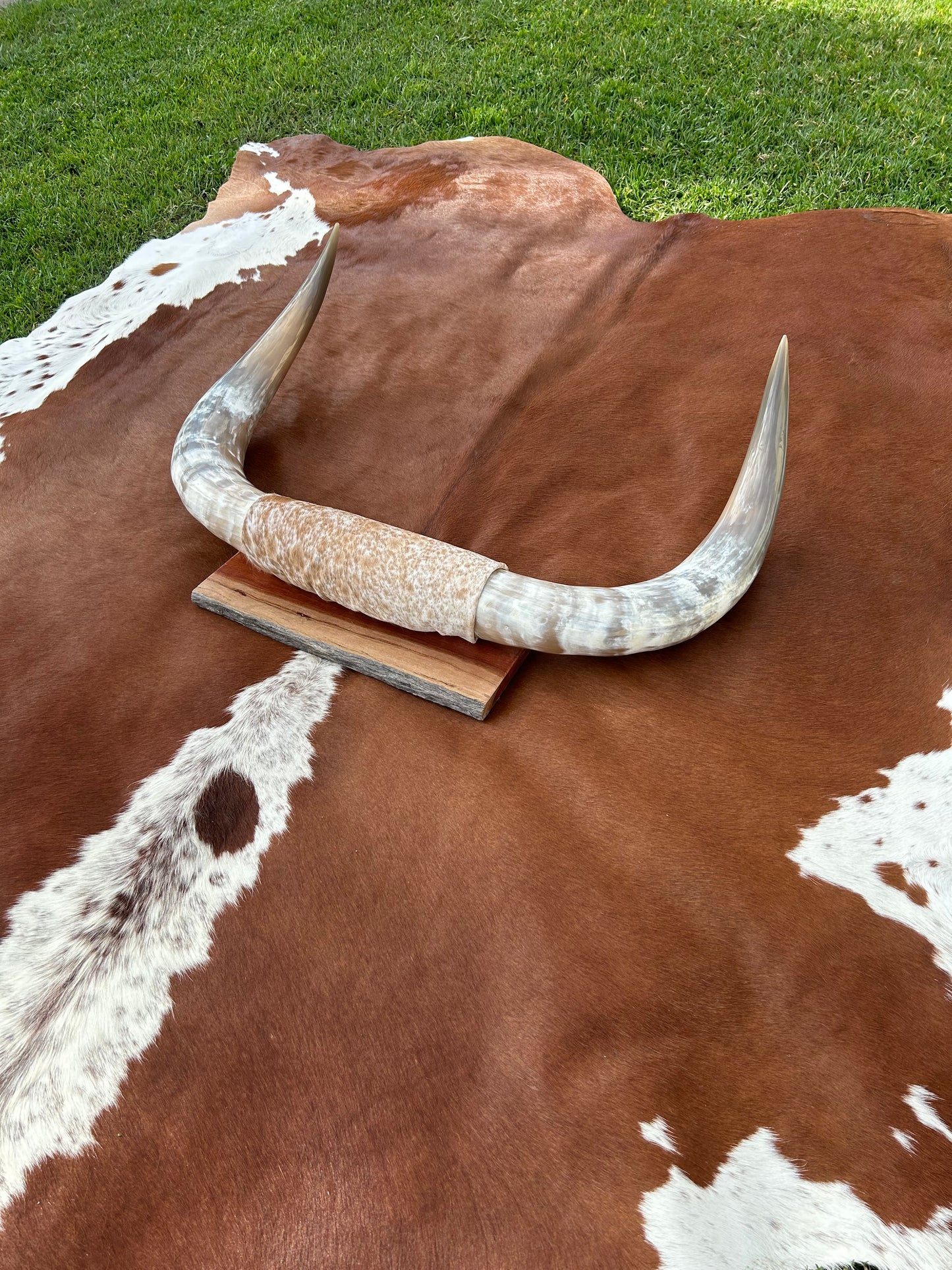 Large Mounted Longhorns