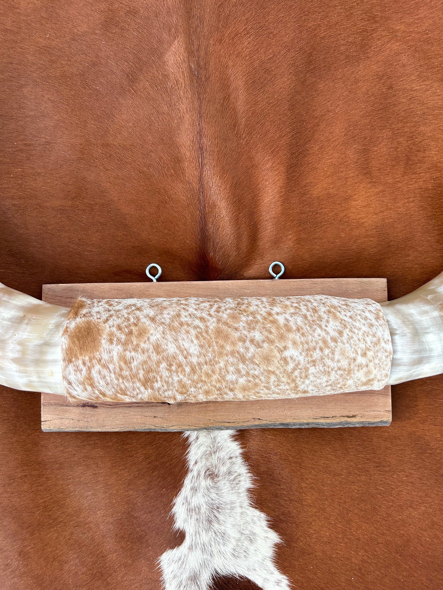 Large Mounted Longhorns