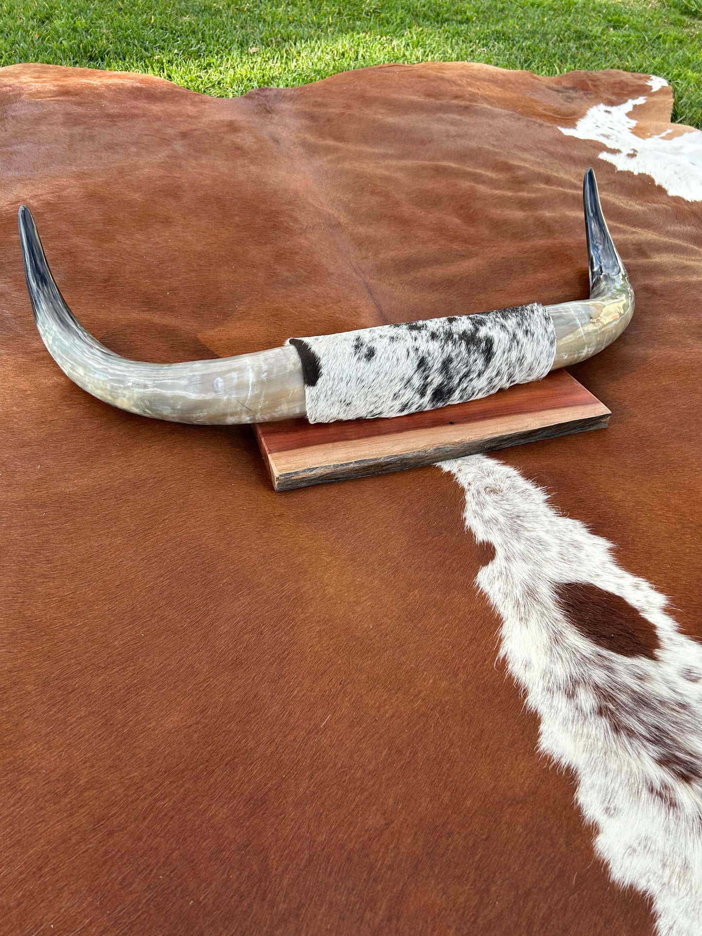 Small Mounted Longhorns