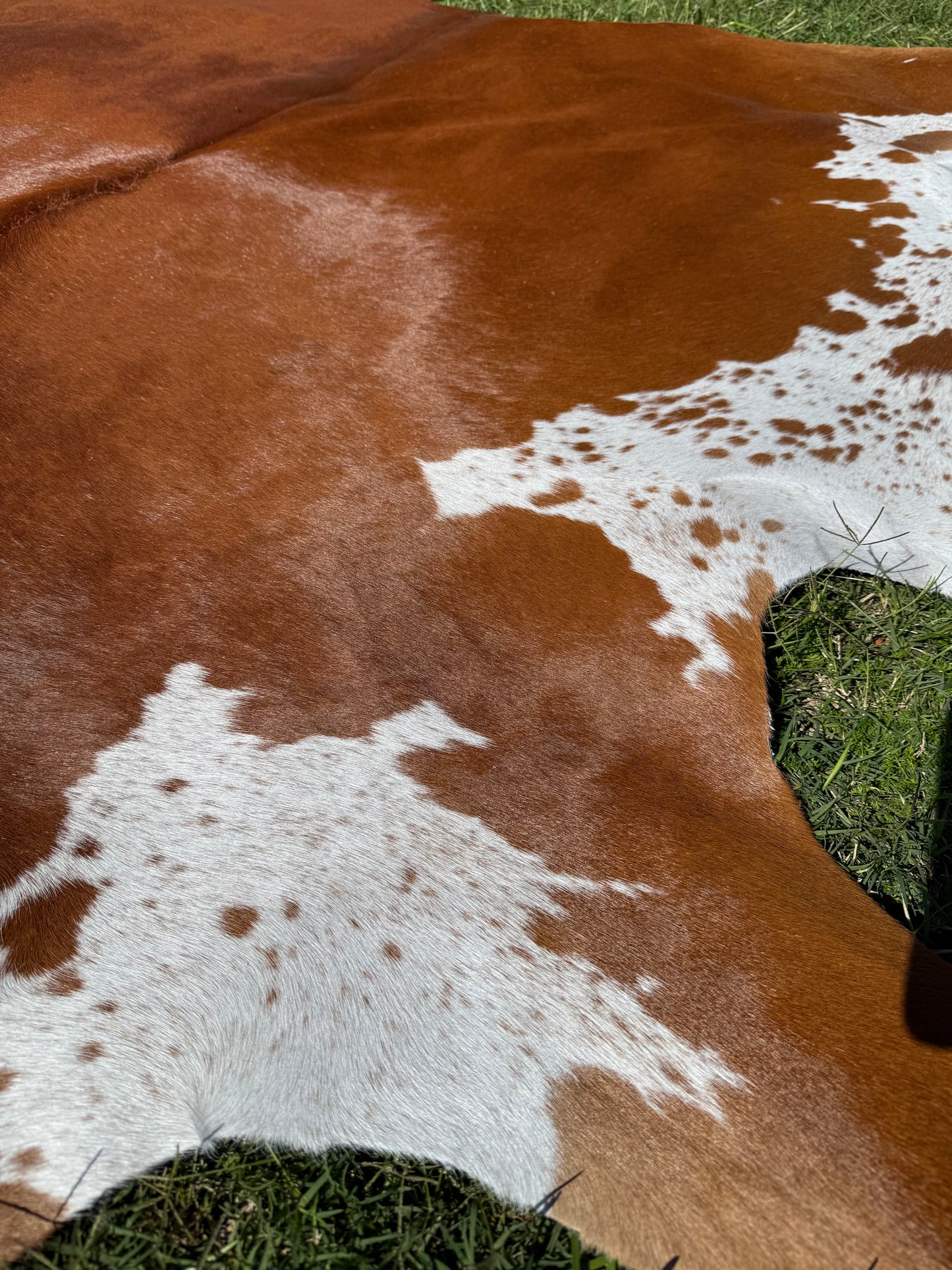 Cowhide Rug 297