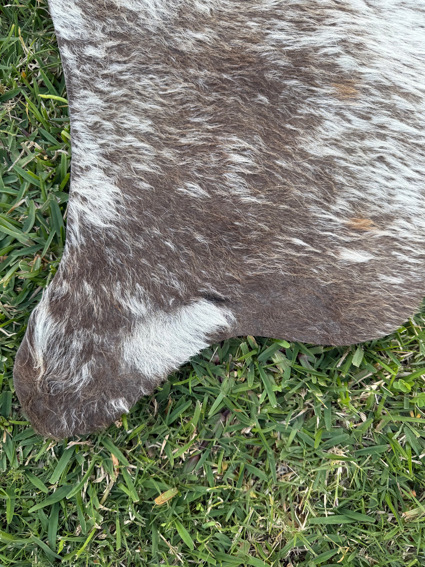 Mini Cowhide 10